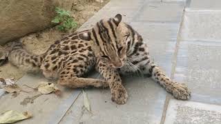 Heartwarming rescues of injured leopard cats | Animal rescue compilation