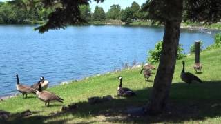 Geese and babies, 2015 June 6, Valleyfield, QC - Sony HX60v