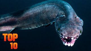 Top 10 Prehistoric Fish Alive