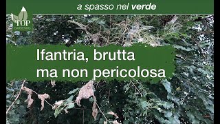 Ifantria, brutta ma non pericolosa