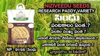 Nuziveedu seeds Research paddy variety NP 9156 Sindhu full information in telugu || సింధు వరిరకం