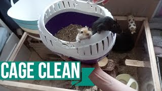 Gerbil Cage Cleaning