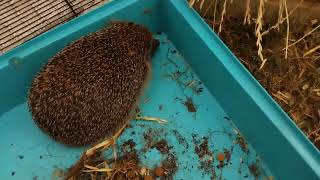 Rehousing A Hedgehog Inside A Compost Pile