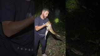 Bule jago ngomong ular🙈😱‼️ular ular🇪🇸 #fypシ #snake #viral #kingcobra #ular #fyp #borneo