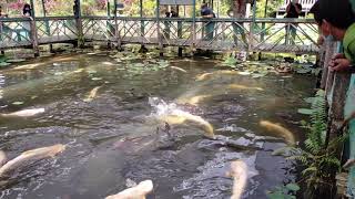 ARAPAIMA GIGAS (SOUTH AMERICA) | WORLD'S LARGEST FRESH WATER FISH