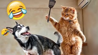 CLASSIC Dog and Cat Videos😁1 HOURS of FUNNY Clips😹