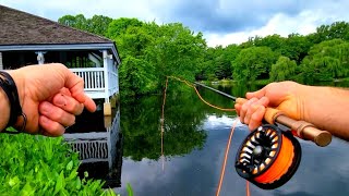 FLY FISHING Urban Ponds Catching Everything That Bites