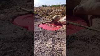 shorts Channel Amazing Bird Trap using hole #channel