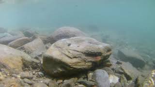 Foraging wild fish in clear water (underwater)