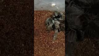 🕷️ Lampropelma sp. Borneo Black Tarantula 🪳 FEEDING 🎬 1 #tarantula  #vogelspinnen #tarantulafeeding