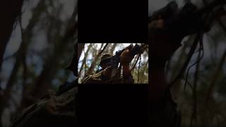 Military mission in the jungle#military #shots #army #shortvideo #short #shorts