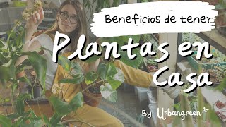 6 INCRIBLES beneficios para la SALUD de tener PLANTAS en tu casa u oficina 🪴❤️- Urbangreen