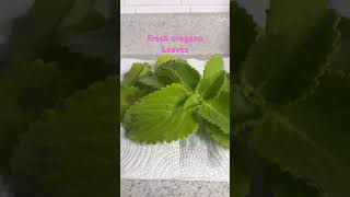 #oregano #gardening #fresh #thejamayanfamily #subscribe