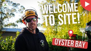 WELCOME TO SITE - OYSTER BAY - SHANES TREES