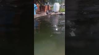 pescando tilápia no tanque