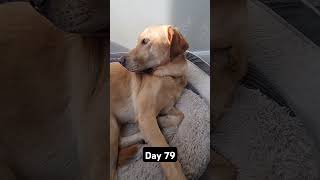 Day 79 until my dog gets 1k subscribers #mydog