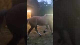 Hagar the Draft Horse Had Laminitis, and it Was Scary...