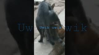 cat|kucing uwik uwik#shorts