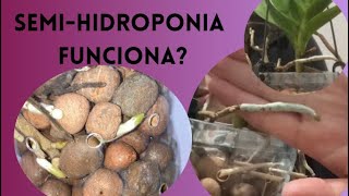 Semi-hidroponia funciona com orquídea Vanda? Respondendo uma inscrita 😊