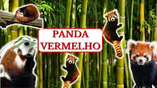 Conheça os Adoráveis e Fascinantes Pandas Vermelhos: Curiosidades, Habilidades e Vida na Natureza