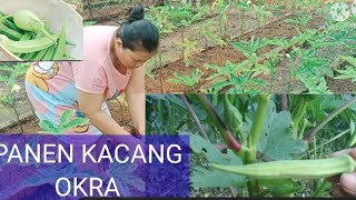 TKW MALAYSIA PANEN KACANG BENDI / OKRA