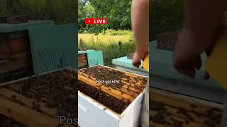 Join us on a LIVE Hive Inspection and maybe you can help name a queen yourself! #bees #beekeeping