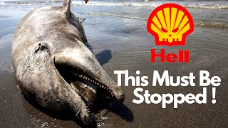 Stop Shell's Seismic Survey | Save our wild coast