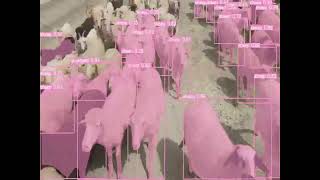 Yapay Zeka Koyun keçi sürü sayım sistemi - Artificial Intelligence (AI) sheep goat counting system