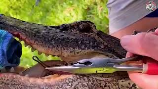 Saving injured crocodiles and giving them a second chance at life | Animal rescue compilation