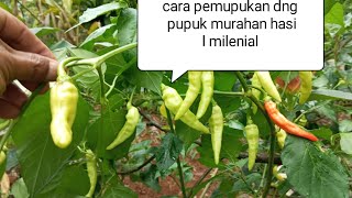 cara simpel gampang pemupukan dan perawatan cabe di pot