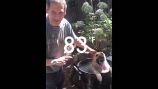 German Shepherd Cool Down Bath after 2 Mile Run