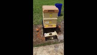 First ever Bee Package Install