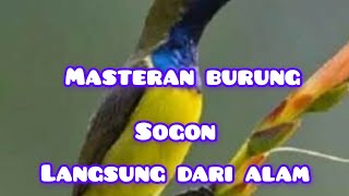 masteran burung sogon langsung dari alam liar#pemulakicaukicau