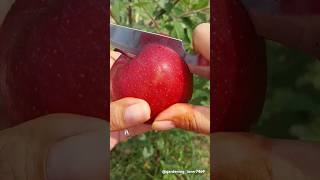 Fruits farming 🍑🍓🍎🍒 #fruitcutting #organicharvest #seasonal #gardening @gardening_lover7469