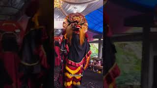 🔥Barongan bagi2 jajanan ke penonton anak anak #barongan #barongankediri #tontonan #shorts