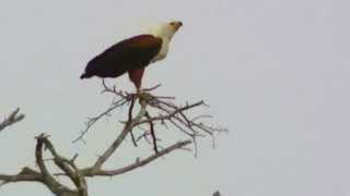 St. Lucia Estuary.. eagle