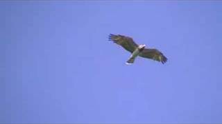 Circaète Jean-le-Blanc ( Circaetus gallicus )_Lac du Der (France-51)