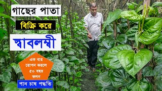 গাছের পাতা বিক্রি করে স্বাবলম্বী, ৫০ বছর ফলন- পান চাষ পদ্ধতি -পর্ব 07- Krishi Bicitro - কৃষি বিচিত্র