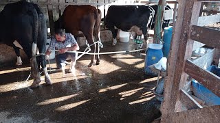 APRESENTANDO NOSSAS VACAS E TIRANDO LEITE #vidanaroça