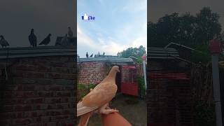 Pigeon Flies to My Hand and Takes Off #pigeon #birds #pets #shorts