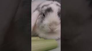 mini lop Rabbit crunchy celery