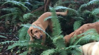 6 month old Goldador puppies playing in the woods