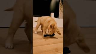 Golden retriever i szczotka #goldenretriever #puppy #dog