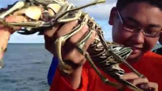 [GuestCamera] - How To Distinguish Male & Female Lobster? | Derawan Island