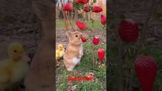 Rabbit & Strawberry 🍓#viral #trending