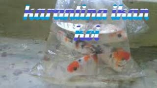 Karantina ikan koi sowa yang baru kita beli