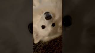 American Eskimo Dog staring