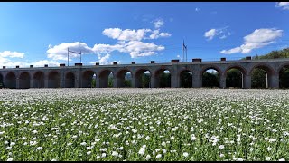 Jezernice - bílý mák - DJI MINI 4 PRO /white poppy field