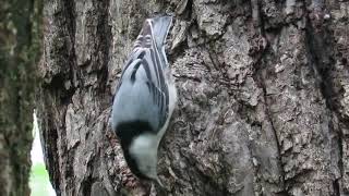 White-breasted Nuthatch