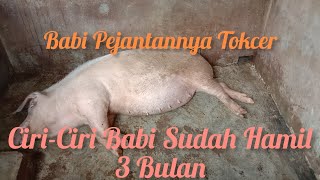 KAWIN DENGAN BABI PEJANTAN TANGGUH INDUK BABI HAMIL 3 BULAN